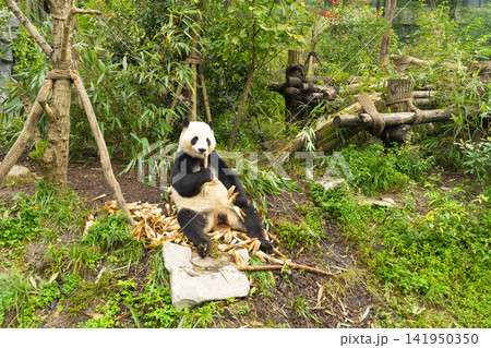Pandas enjoying eating bamboo in Chengdu Research Base. Panda Bear park in Chengdu, China Pandas enjoying eating bamboo in Chengdu Research Base. Panda Bear park in Chengdu, China 141950350