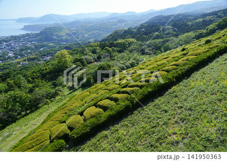 静岡県_東伊豆町_稲取展望テラス 静岡県_東伊豆町_稲取展望テラス 141950363