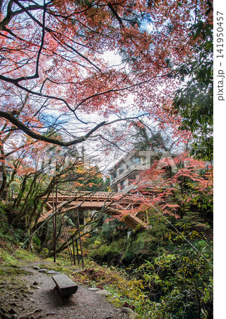 山中温泉こおろぎ橋と紅葉 山中温泉こおろぎ橋と紅葉 141950457