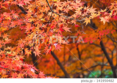 京都 宝厳院 獅子吼の庭 秋の美しい紅葉(京都府京都市右京区) 京都 宝厳院 獅子吼の庭 秋の美しい紅葉(京都府京都市右京区) 141950482