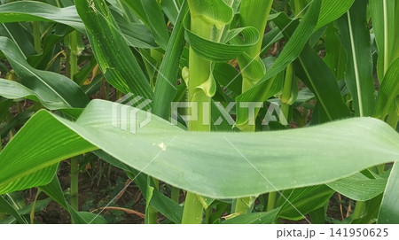 Low Angle View of Green Corn Leaves Against Bright Sky Low Angle View of Green Corn Leaves Against Bright Sky 141950625