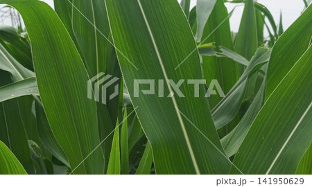 Corn leaves and stalks on farm field leaves of corn  tree 141950629