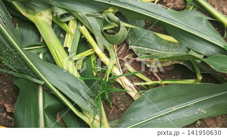 Green Corn Leaves and Stalks on Farm Field After Harvest 141950630