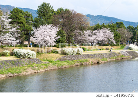 京都 賀茂川の葵橋から眺める葵公園の桜並木(春の風景) 京都 賀茂川の葵橋から眺める葵公園の桜並木(春の風景) 141950710