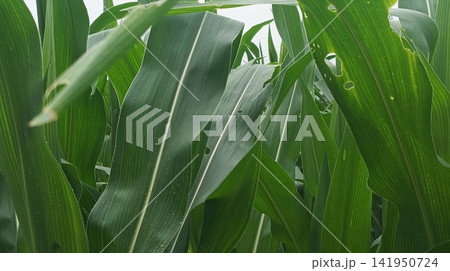 Vibrant Green Corn Leaves Close-Up in Field 141950724