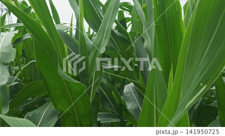Close-Up of Fresh Corn Leaves and Stalks in Agricultural Field Close-Up of Fresh Corn Leaves and Stalks in Agricultural Field 141950725