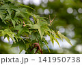 青もみじ 141950738