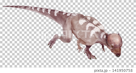 Acrotorus (high-headed dinosaur) is a small pachycephalocephalus belonging to the family Pachycephalosauridae. It has a small, thick head. Acrotorus (high-headed dinosaur) is a small pachycephalocephalus belonging to the family Pachycephalosauridae. It has a small, thick head. 141950758