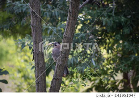 Bird holding food in its beak sitting on a tree branch 141951047