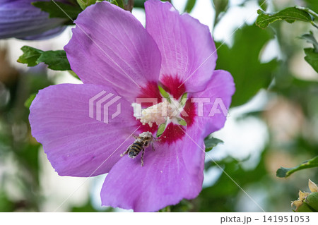 Bee collecting pollen on a pink hibiscus flower Bee collecting pollen on a pink hibiscus flower 141951053