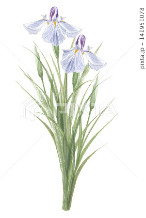 水彩で描いた菖蒲 ショウブ 水彩で描いた菖蒲 ショウブ 141951078