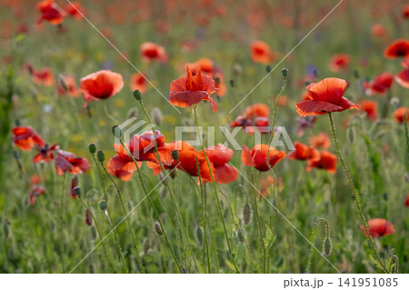 Field of vibrant red poppies in full bloom Field of vibrant red poppies in full bloom 141951085