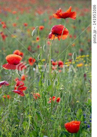 Close-up of vibrant red poppies in a wildflower meadow Close-up of vibrant red poppies in a wildflower meadow 141951086