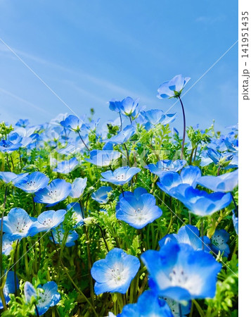 春の青い空とネモフィラの花 春の青い空とネモフィラの花 141951435