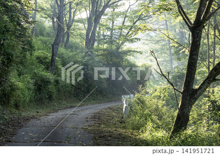 朝の光が差し込む夏の鮮やかな深緑の林道 朝の光が差し込む夏の鮮やかな深緑の林道 141951721