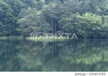 静寂な水面に映り込む夏の松原湖と深緑の森林 141951769