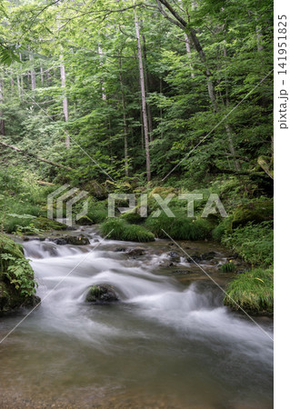 苔むした岩間を躍動的に流れる夏の南相木川の渓流 苔むした岩間を躍動的に流れる夏の南相木川の渓流 141951825