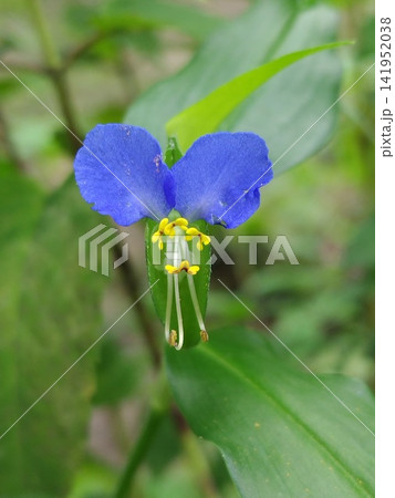 ツユクサの花 ツユクサの花 141952038