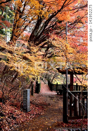 栃木県那須塩原市 塩原渓谷歩道の東屋と紅葉 栃木県那須塩原市 塩原渓谷歩道の東屋と紅葉 141952275