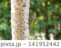 クマゼミ 141952442
