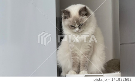 Adorable cat with soft, fluffy fur and bright, curious eyes. A symbol of elegance and purity, perfect for pet lovers and feline enthusiasts. Playful, gentle, and irresistibly cute! Adorable cat with soft, fluffy fur and bright, curious eyes. A symbol of elegance and purity, perfect for pet lovers and feline enthusiasts. Playful, gentle, and irresistibly cute! 141952692