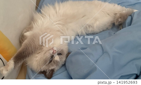 Adorable cat with soft, fluffy fur and bright, curious eyes. A symbol of elegance and purity, perfect for pet lovers and feline enthusiasts. Playful, gentle, and irresistibly cute! Adorable cat with soft, fluffy fur and bright, curious eyes. A symbol of elegance and purity, perfect for pet lovers and feline enthusiasts. Playful, gentle, and irresistibly cute! 141952693