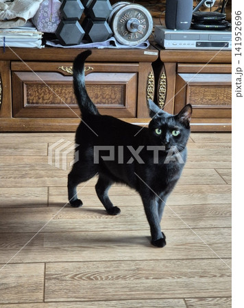 Adorable cat with soft, fluffy fur and bright, curious eyes. A symbol of elegance and purity, perfect for pet lovers and feline enthusiasts. Playful, gentle, and irresistibly cute! Adorable cat with soft, fluffy fur and bright, curious eyes. A symbol of elegance and purity, perfect for pet lovers and feline enthusiasts. Playful, gentle, and irresistibly cute! 141952696
