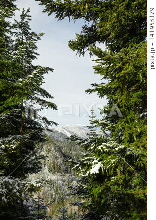 Winter. Snowy mountain scenery framed by evergreen trees in winter Winter. Snowy mountain scenery framed by evergreen trees in winter 141953179