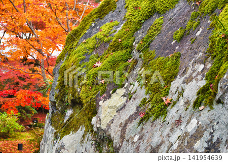 京都 宝厳院 獅子吼の庭 秋の美しい紅葉(京都府京都市右京区) 京都 宝厳院 獅子吼の庭 秋の美しい紅葉(京都府京都市右京区) 141954639