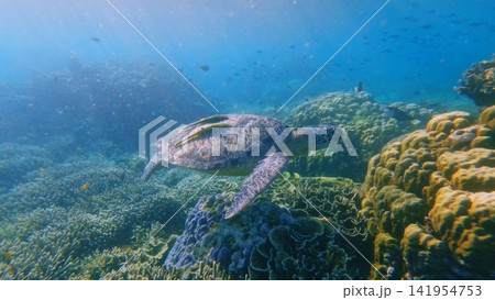 Green sea turtle (Chelonia mydas) with two live sharksucker remora (Echeneis naucrates) on its shell gliding over a coral reef, showcasing symbiosis and biodiversity. Dauin, Philippines Green sea turtle (Chelonia mydas) with two live sharksucker remora (Echeneis naucrates) on its shell gliding over a coral reef, showcasing symbiosis and biodiversity. Dauin, Philippines 141954753