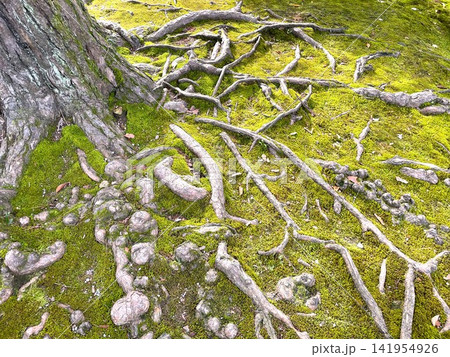 兼六園の大きな松の木の根が張り巡らされた地面17 兼六園の大きな松の木の根が張り巡らされた地面17 141954926