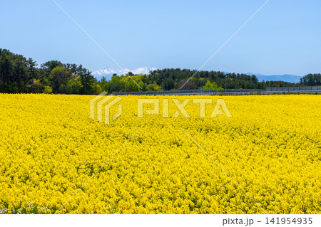 青森県上北郡横浜町 菜の花の名所の満開の菜の花畑と遠くに見える残雪の山の景色 青森県上北郡横浜町 菜の花の名所の満開の菜の花畑と遠くに見える残雪の山の景色 141954935