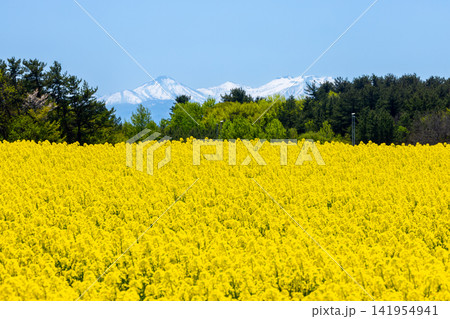 青森県上北郡横浜町 菜の花の名所の満開の菜の花畑と遠くに見える残雪の山の景色 青森県上北郡横浜町 菜の花の名所の満開の菜の花畑と遠くに見える残雪の山の景色 141954941