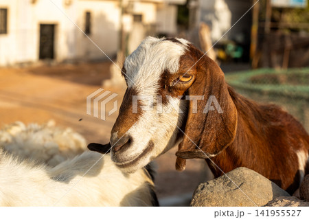 A brown and white domestic goat stands on a farm. The goat has a calm expression and is surrounded by a rustic farm environment. A brown and white domestic goat stands on a farm. The goat has a calm expression and is surrounded by a rustic farm environment. 141955527