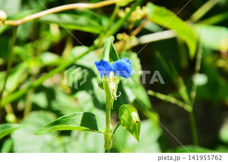 露草の花 露草の花 141955762