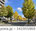 銀杏並木が続く住宅街 141955860