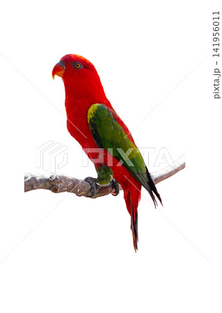 colourful parrot bird sitting on a branch colourful parrot bird sitting on a branch 141956011
