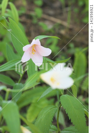 木漏れ日の中で咲く淡いヒメサユリ 木漏れ日の中で咲く淡いヒメサユリ 141956921