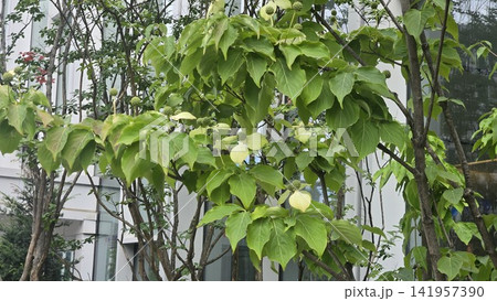 Unripe spherical fruit of Cornus kousa tree with blurred background Unripe spherical fruit of Cornus kousa tree with blurred background 141957390