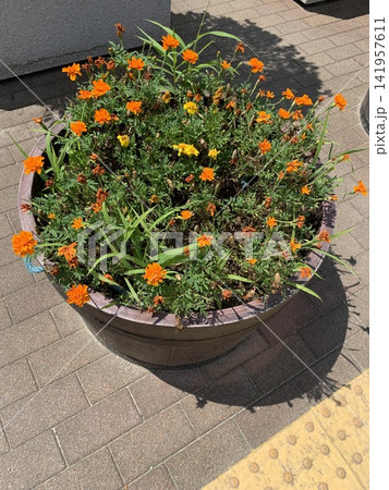 プランターに咲く鮮やかなオレンジ色の花 プランターに咲く鮮やかなオレンジ色の花 141957611