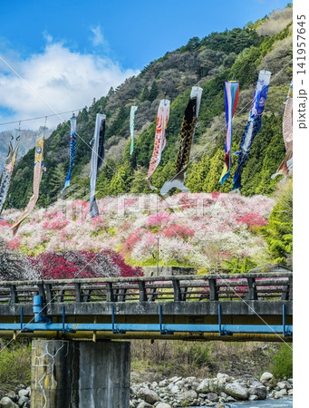 春爛漫 花桃と鯉のぼりと青空と 阿智村 春爛漫 花桃と鯉のぼりと青空と 阿智村 141957645