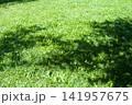 green grass background with shadows from trees 141957675