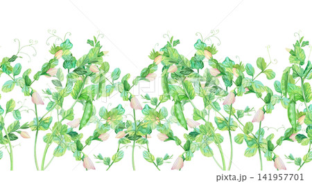 Seamless border of a green peas with the flowers and pea pod. Watercolor illustration. Handmade art work. For packaging design, cards, cover, prints, product labels and fabric. Seamless border of a green peas with the flowers and pea pod. Watercolor illustration. Handmade art work. For packaging design, cards, cover, prints, product labels and fabric. 141957701