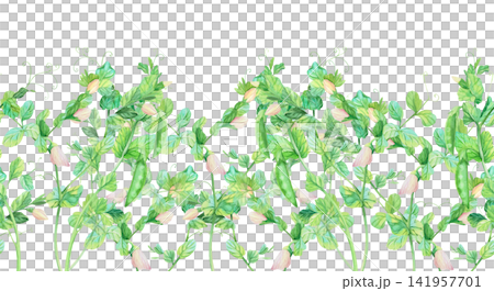 Seamless border of a green peas with the flowers and pea pod. Watercolor illustration. Handmade art work. For packaging design, cards, cover, prints, product labels and fabric. Seamless border of a green peas with the flowers and pea pod. Watercolor illustration. Handmade art work. For packaging design, cards, cover, prints, product labels and fabric. 141957701