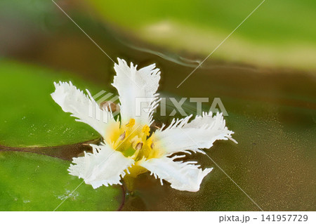 絶滅危惧植物「ヒメシロアサザ」の花 絶滅危惧植物「ヒメシロアサザ」の花 141957729