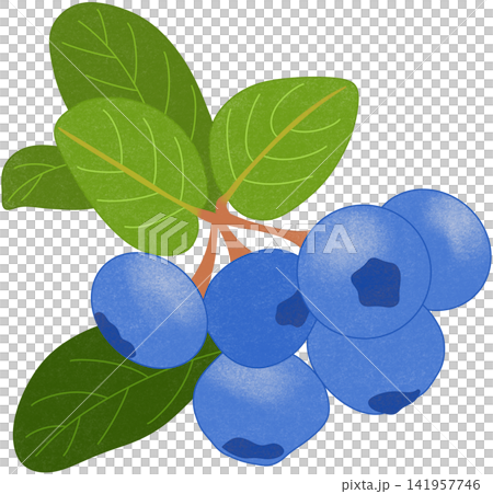 blue blueberry illustration 141957746