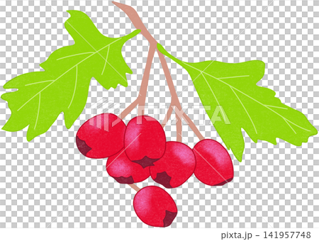 red hawthorn illustration 141957748