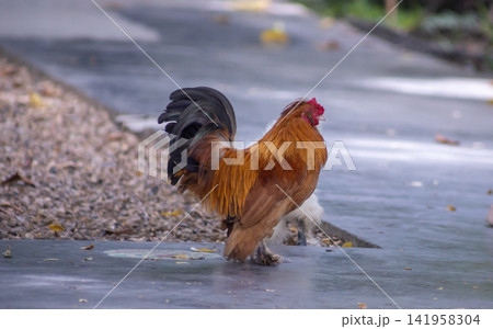Bantam chicken walking in the farm 141958304