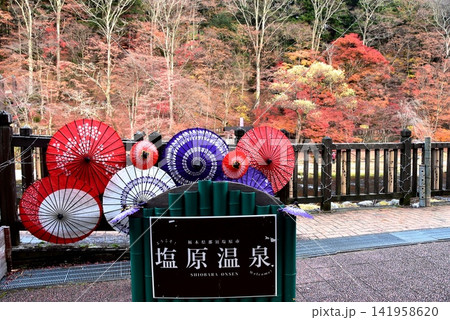 栃木県那須塩原市　箒川沿いの紅葉と塩原ものがたり館テラスと和傘 141958620