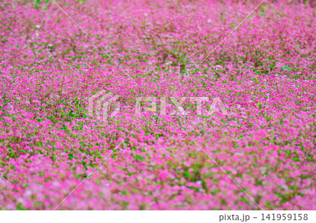 信州 伊那の赤ぞばの里の風景 141959158